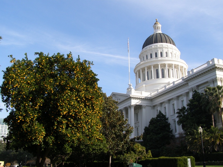 Image or picture of an abundance of oranges on a state tree in Sacramento, California